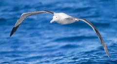 Albatross